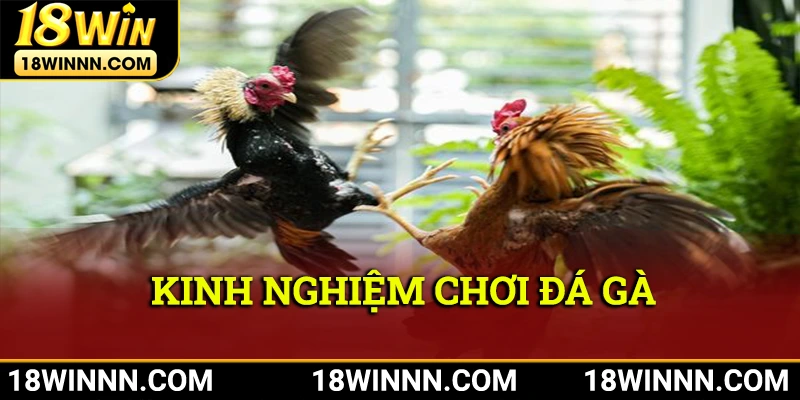 Học hỏi ngay kinh nghiệm giúp cược thủ chơi chọi kê tăng tỷ lệ thắng tại đá gà 18win