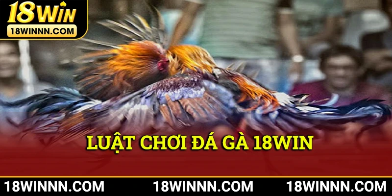 Luật chơi tại sảnh đá gà 18win bet thủ cần nắm vững